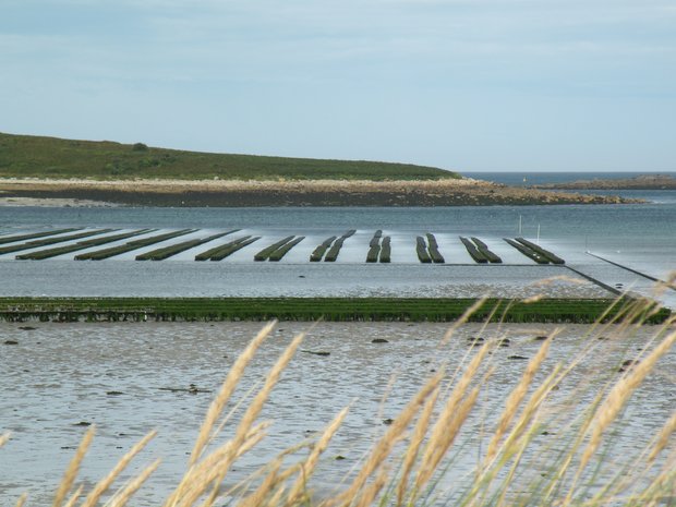  parcs à moules à marée basse